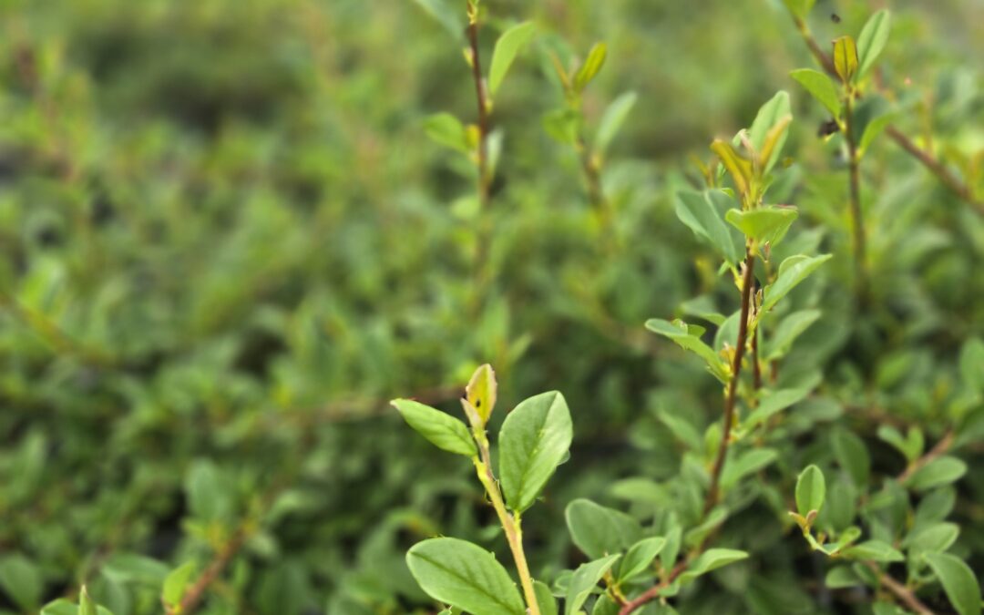 Cotoneaster dammeri Eichholz