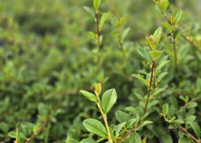 Cotoneaster dammeri Eichholz