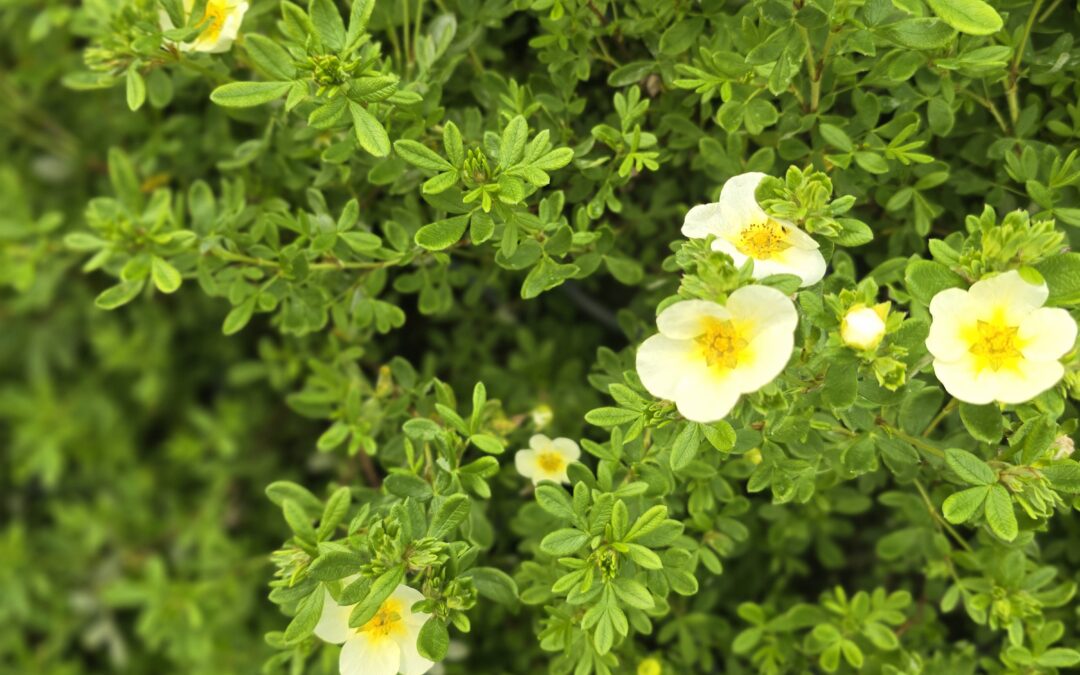 Potentilla fruticosa Limelight