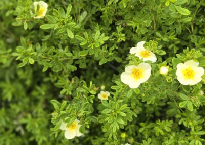 Potentilla fruticosa Limelight