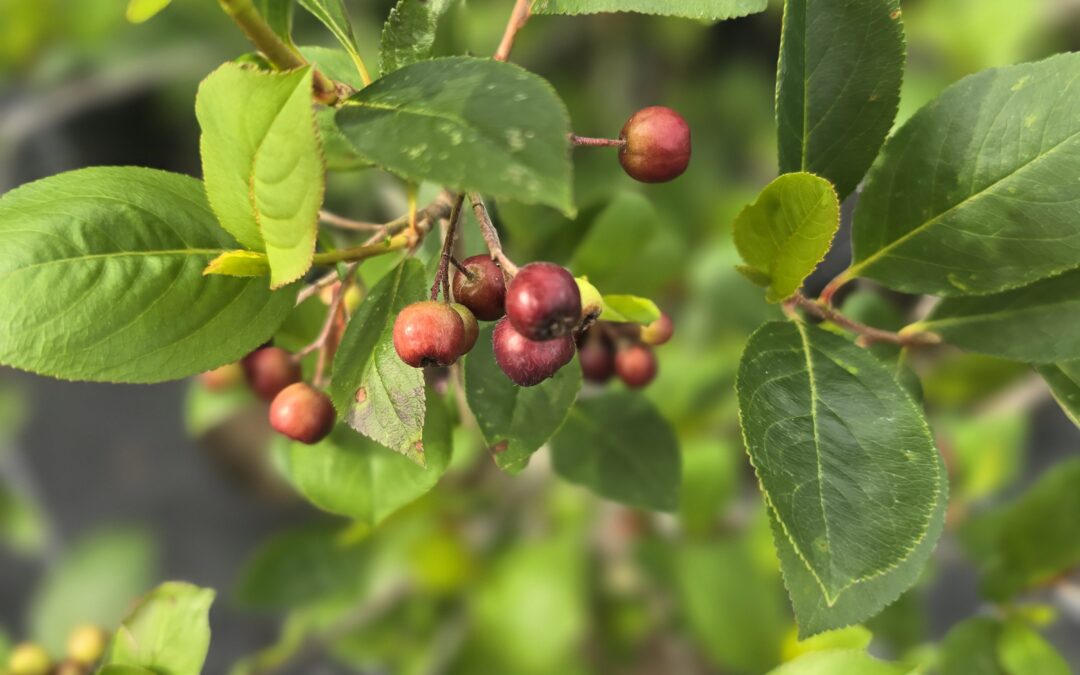 Aronia prunifolia Nero