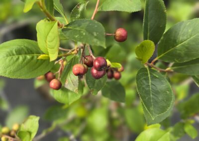 Aronia prunifolia Nero