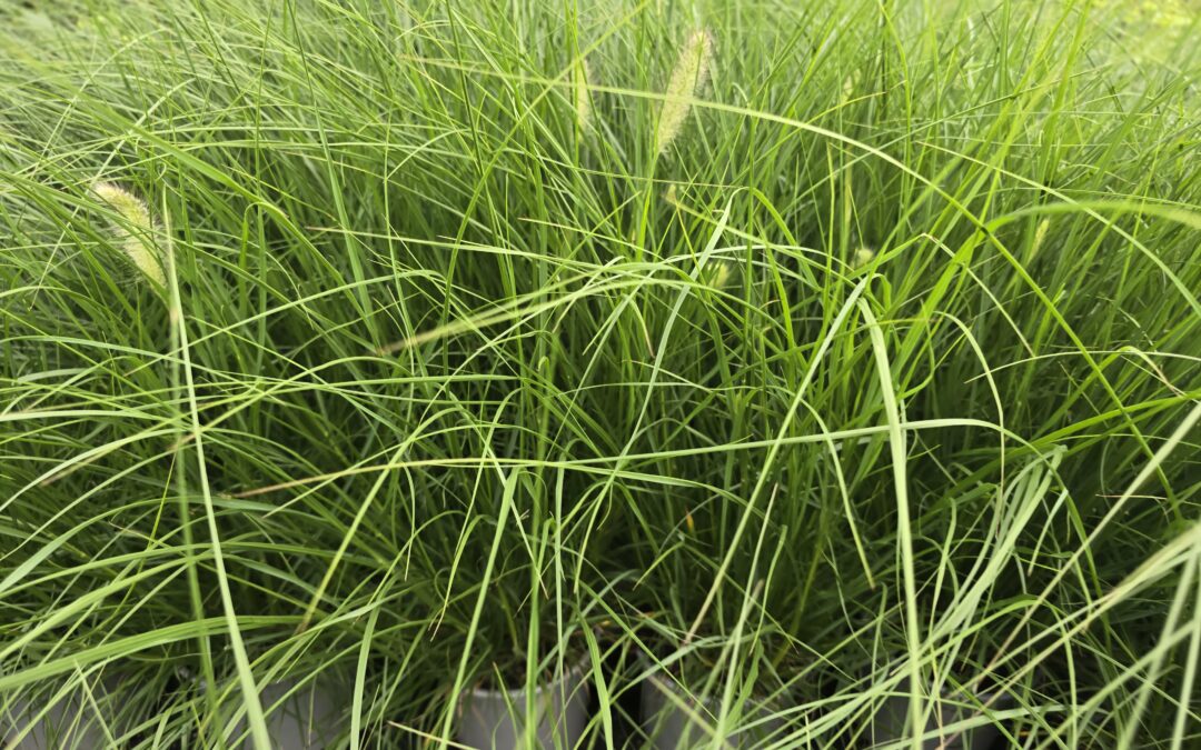 Pennisetum alopecuroides Hameln