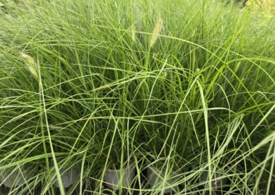 Pennisetum alopecuroides Hameln