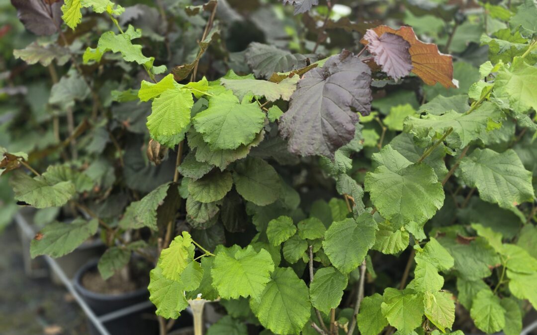 Corylus avellana Red Zeller (Lískovník)