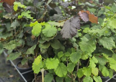 Corylus avellana Red Zeller (Lískovník)