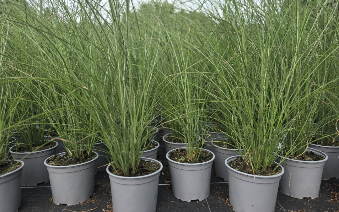 Miscanthus sinensis Gracillimus