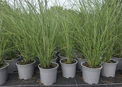 Miscanthus sinensis Gracillimus