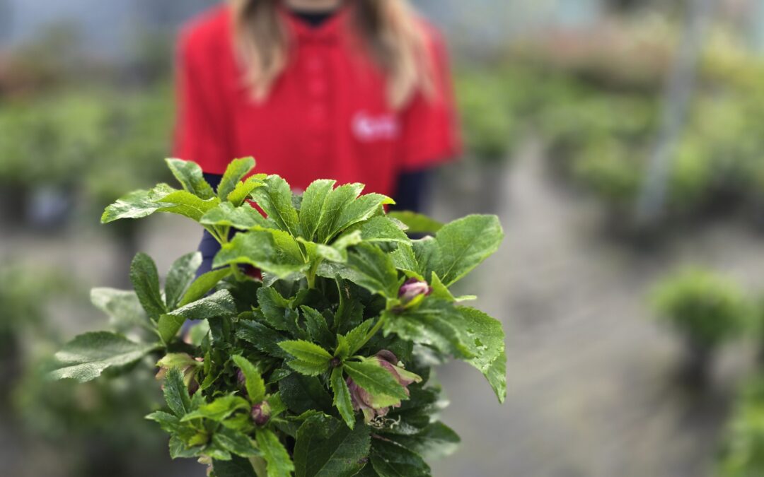 Helleborus VIV Catharina