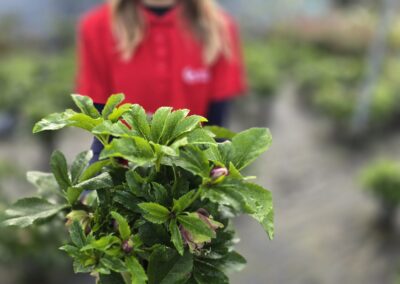 Helleborus VIV Catharina