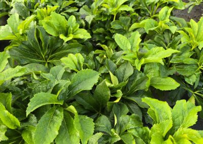 Helleborus VIV CATHRINA