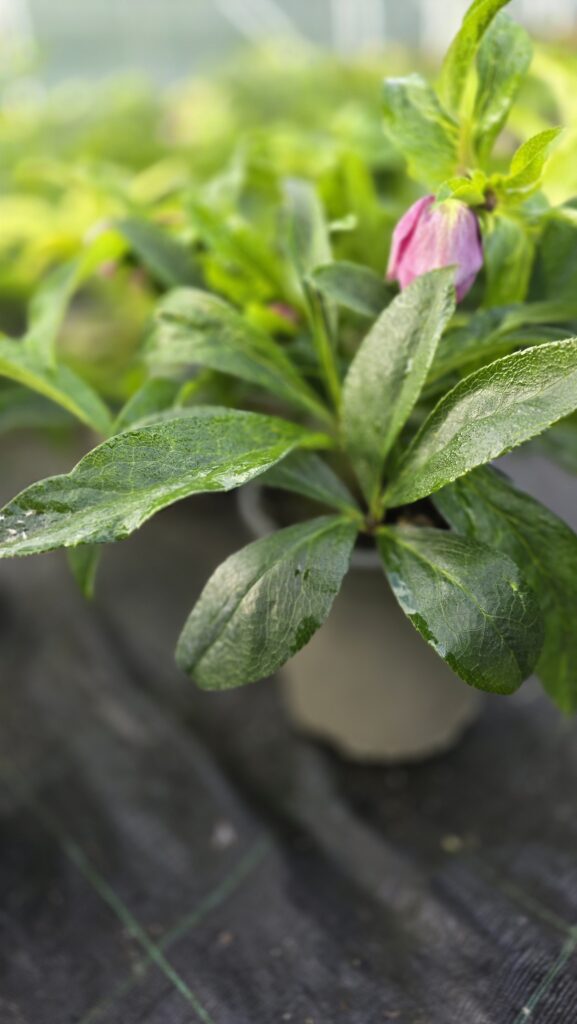 Helleborus VIV LAURA