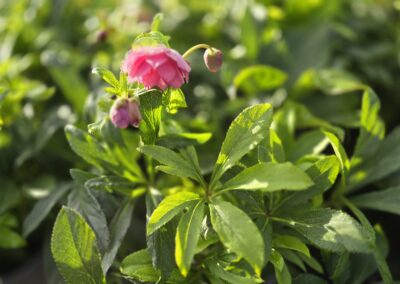 Helleborus VIV VERA