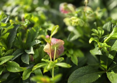 Helleborus VIV VERA