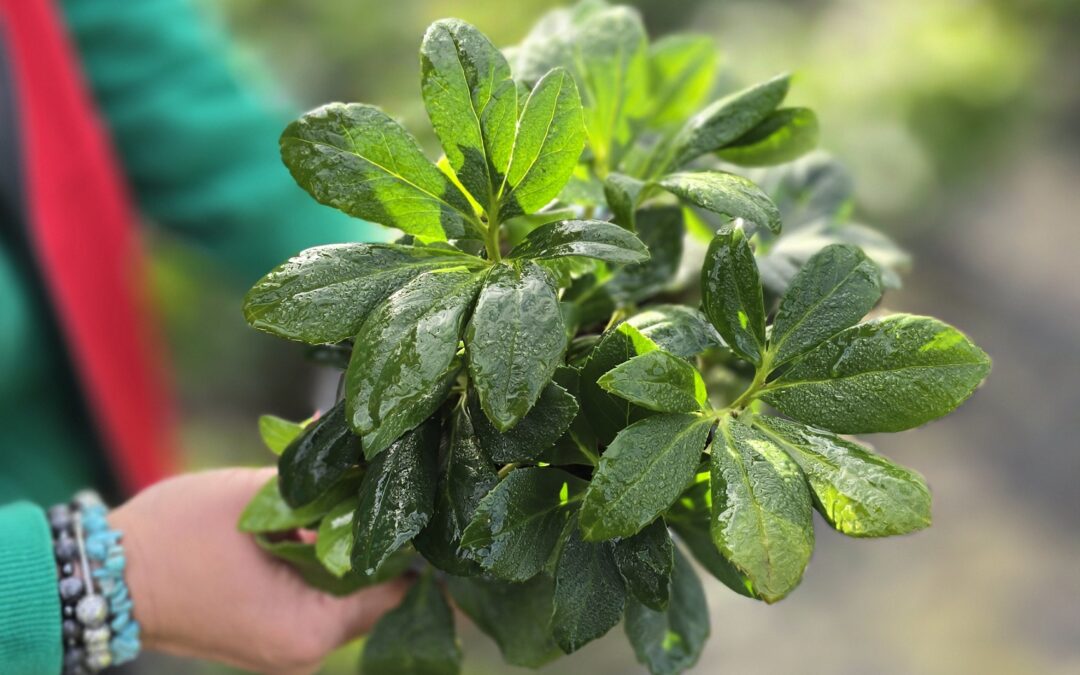 Helleborus VIV Edward