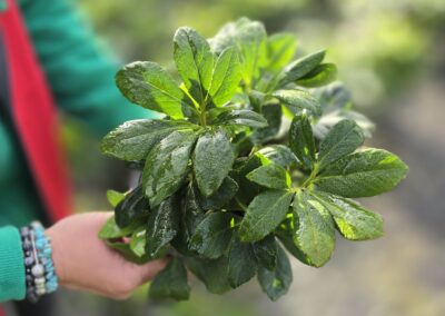 Helleborus VIV Edward