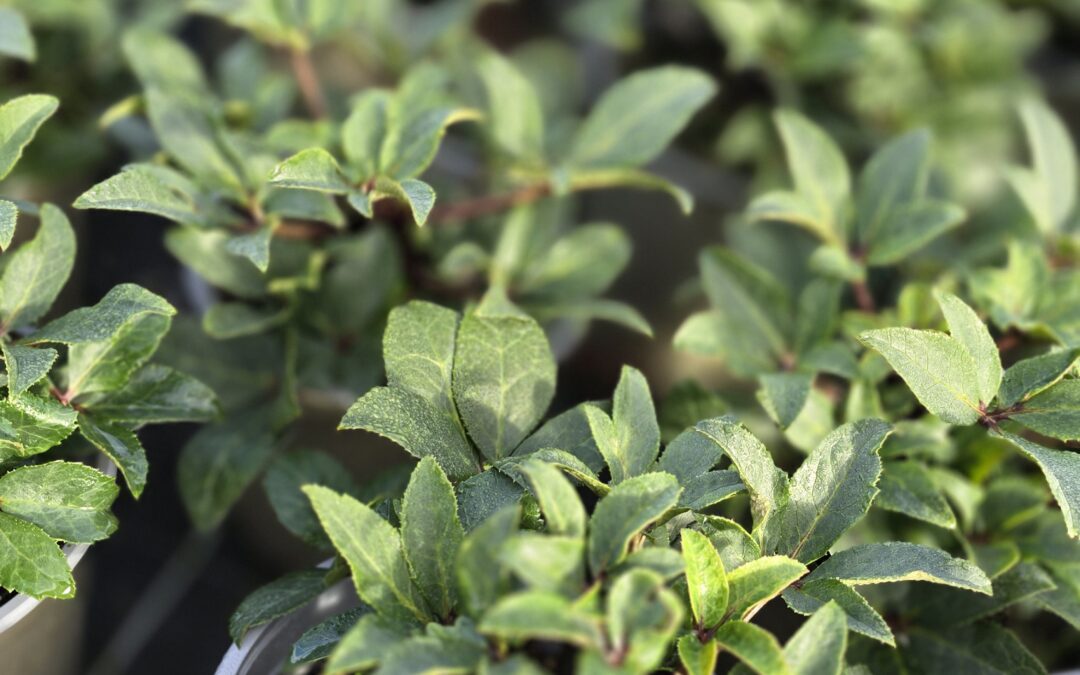 Helleborus VIV Olivia