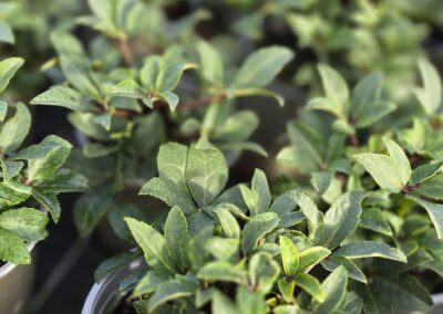 Helleborus VIV Olivia