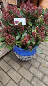 Skimmia