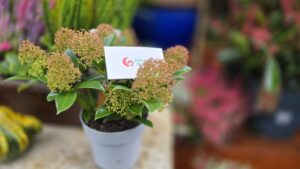 Skimmia