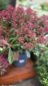 Skimmia