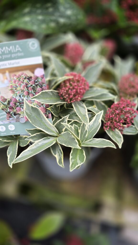 Skimmia