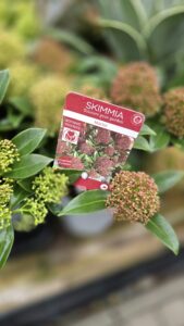 Skimmia