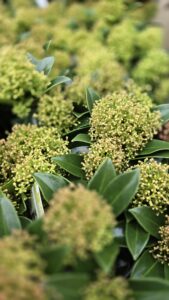 Skimmia