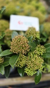 Skimmia