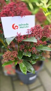 Skimmia