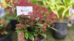 Skimmia