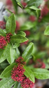 Skimmia