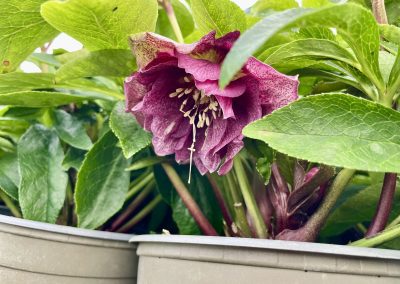 Čemeřice / Helleborus