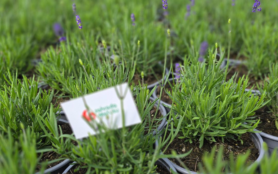 Luční šarm a modré sny