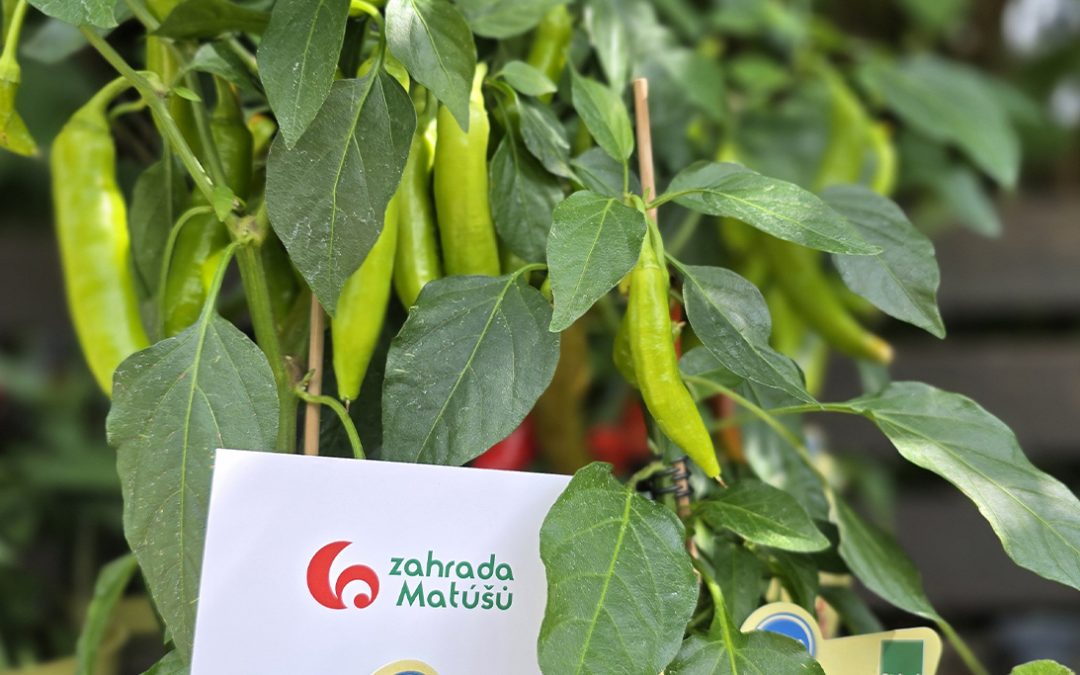 🌶️ Chilli v plné síle!