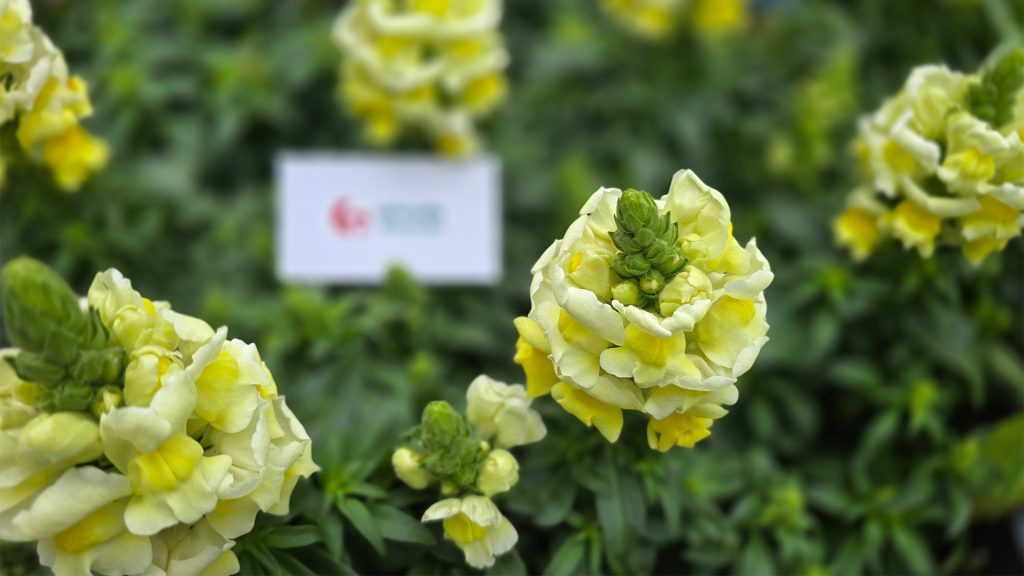 Antirrhinum majus