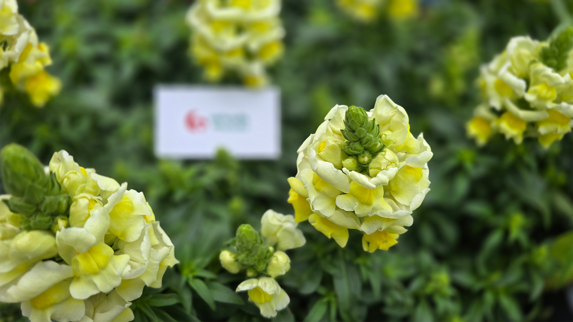 Antirrhinum majus