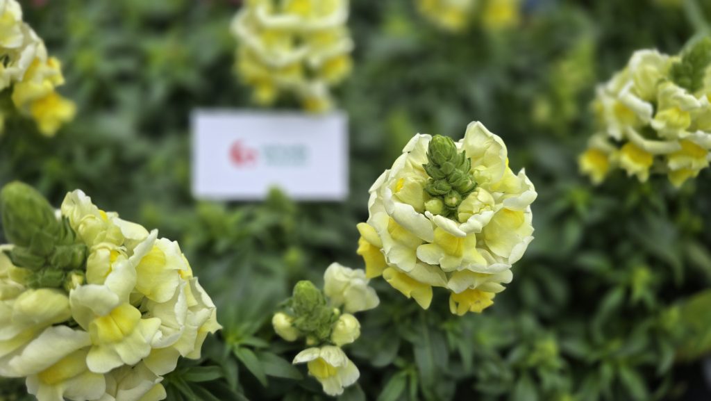Antirrhinum majus