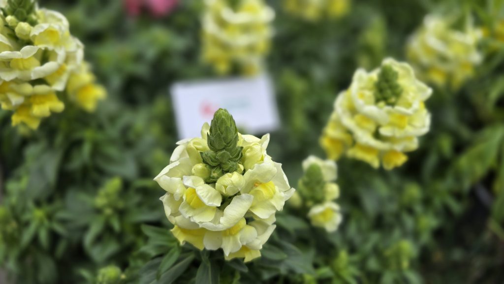 Antirrhinum majus