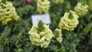 Antirrhinum majus