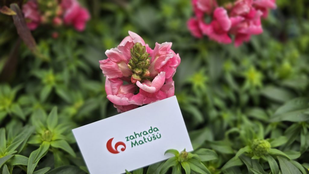 Antirrhinum majus