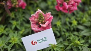 Antirrhinum majus