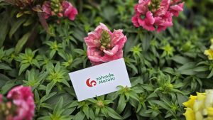Antirrhinum majus