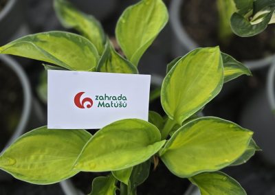 Hosta