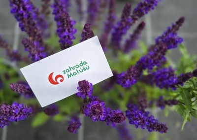 Salvia x superba v odrůdách