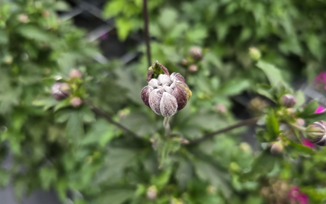 Sasanka (Anemone)