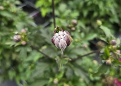 Sasanka (Anemone)