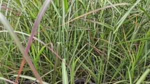 Miscanthus sinensis Neil Lucas