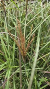 Miscanthus sinensis Neil Lucas
