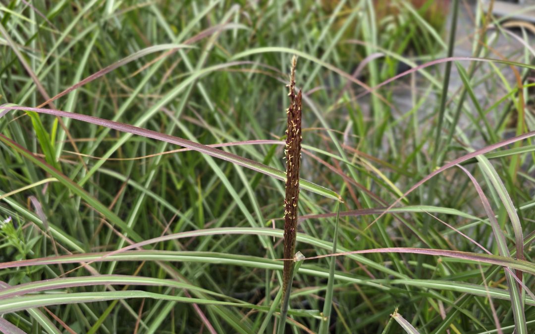 Miscanthus sinensis Neil Lucas